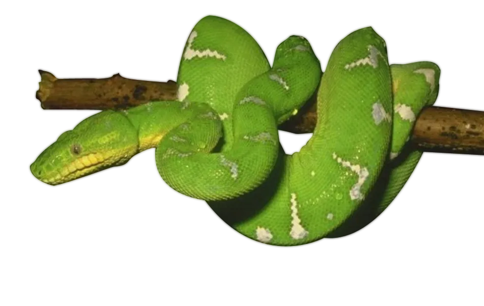 anaconda with tongue out, hissing snake, warning pose png